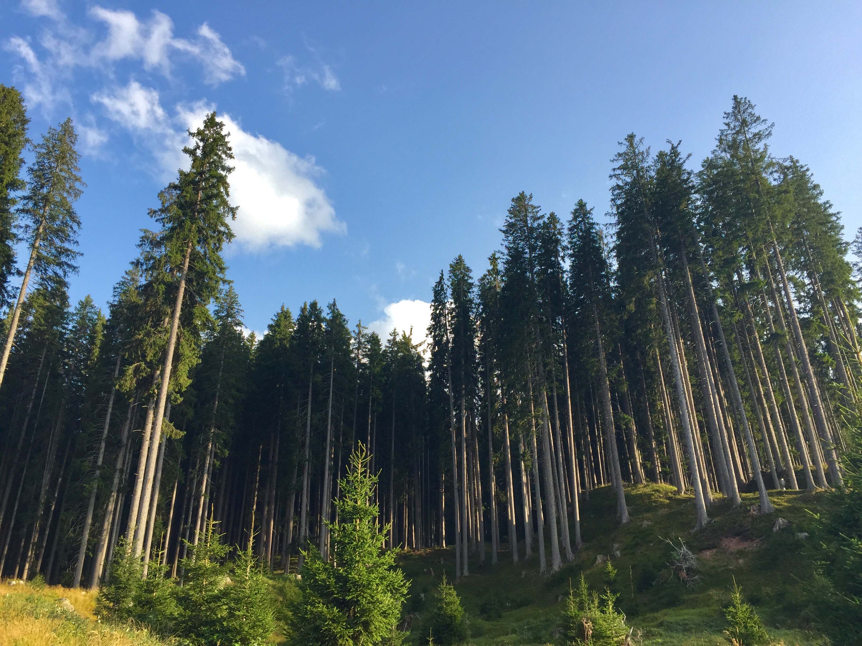 Tra il bosco che suona e la foresta dei violini la Val di Fiemme è la