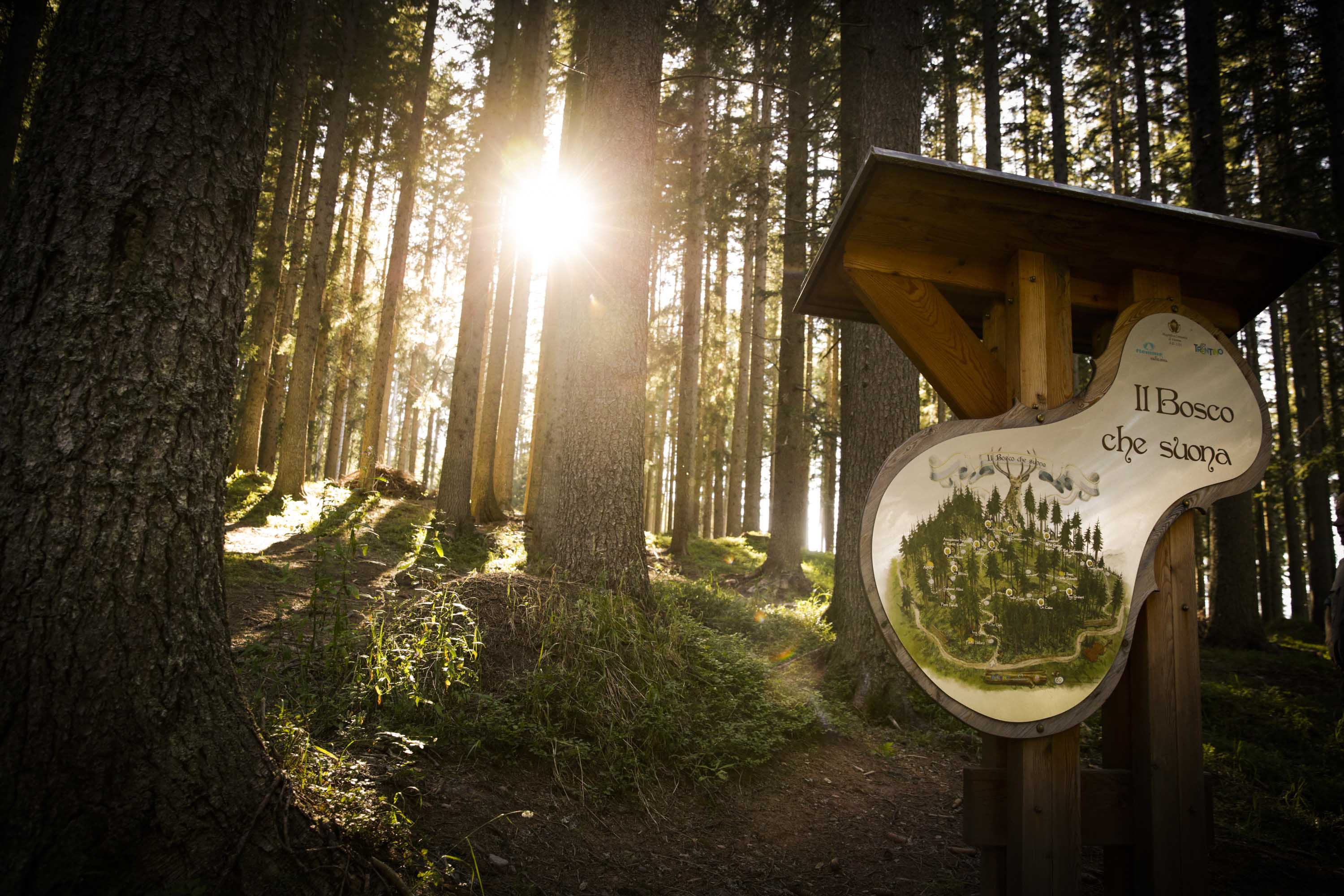 Tra il bosco che suona e la foresta dei violini la Val di Fiemme è la
