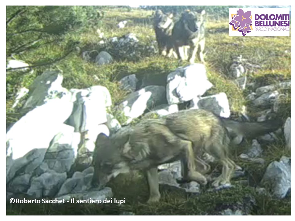 Cuccioli di lupo nel Parco Nazionale Dolomiti Bellunesi