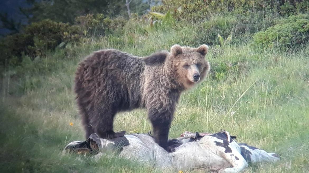 Orso In Trentino M49 Avvistato In Val Di Fiemme In Paese Dolomiti Review valle dell orso calendario 2021