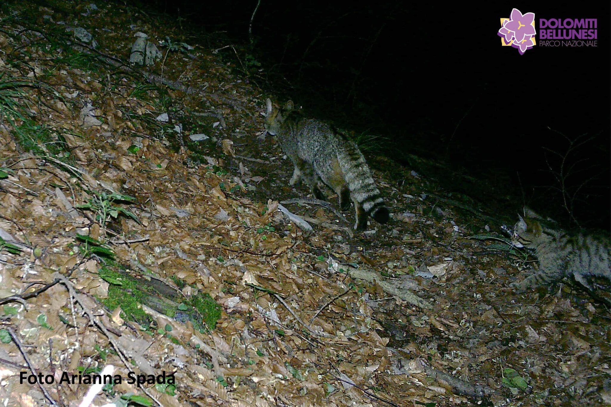 gatto selvatico Parco Nazionale Dolomiti bellunesi